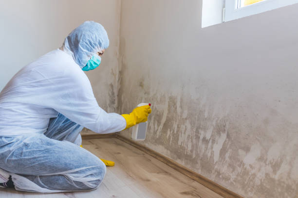 Black mold inspection in Lakewood